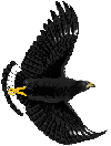 Black Hawk 100 Black Hawk 100